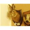 Image 1 : Stuffed and mounted hare's head…