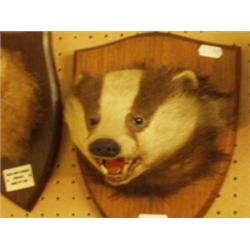 Stuffed and mounted badger's head…