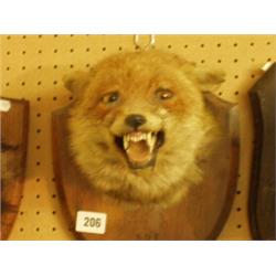 Stuffed and mounted fox's head…