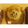 Image 1 : Stuffed and mounted fox's head…
