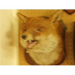 Stuffed and mounted fox's head…
