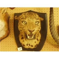 Stuffed and mounted leopard's head…