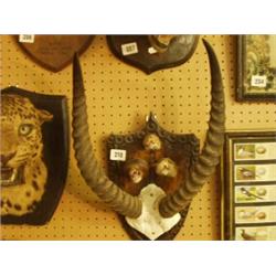 Three stuffed and mounted weasels' heads with ibex horns…