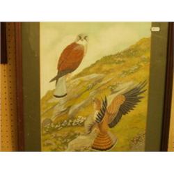 Framed watercolour of kestrels…