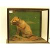 Image 1 : Victorian cased stuffed and mounted fox cub…