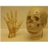 Image 1 : Human skull and hand encased in perspex…