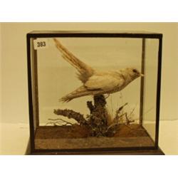 Rare Victorian stuffed and mounted cased semi albino cuckoo…