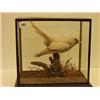 Image 1 : Rare Victorian stuffed and mounted cased semi albino cuckoo…