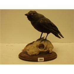 Stuffed and mounted crow on sheep's skull…