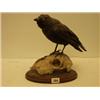 Image 1 : Stuffed and mounted crow on sheep's skull…