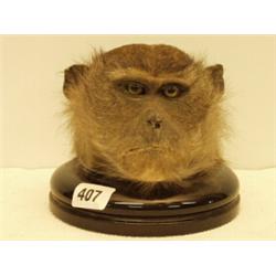 Stuffed and mounted monkey's head…