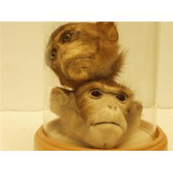 Two stuffed monkeys' heads in glass domed case…