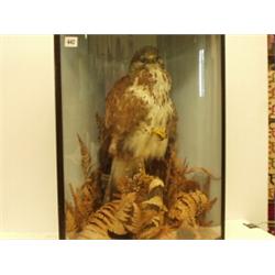 Stuffed and mounted bird of prey in corner display case, possibly buzzard DOE No 12233…