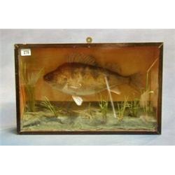 A stuffed and mounted Perch contained in a rectangular glazed display case 13" x 20" £200-300...