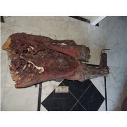 BLOODY ROTTEN ZOMBIE MUMMY AUTOPSY HALF CORPSE