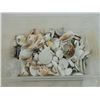 Image 1 : BOX LOT ASSORTED SEA SHELLS
