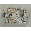 Image 2 : BOX LOT ASSORTED SEA SHELLS