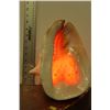 Image 1 : CONCH SEASHELL LAMP