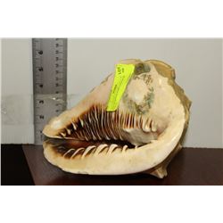 1904 ST LOUIS FAIR CONCH SEA SHELL