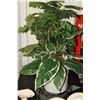 Image 1 : ARTIFICIAL PLANT ON BLACK METAL PLANT STAND WITH