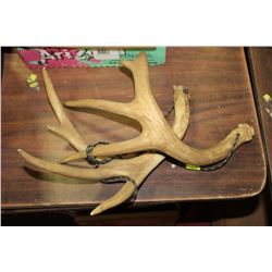SET OF FAKE BUCK  ANTLERS