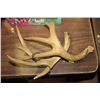 Image 1 : SET OF FAKE BUCK  ANTLERS