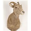 Image 1 : Rocky Mountain Big Horn Sheep Mount