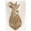 Image 2 : Rocky Mountain Big Horn Sheep Mount