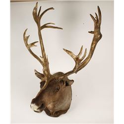 Caribou Mount