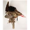 Image 2 : Full Turkey Mount