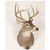 Image 1 : White Tail Buck Mount