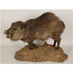 Full Mount Javelina