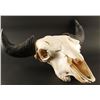 Image 1 : Buffalo Skull