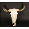 Image 1 : African Ankole-Watusi Cow Skull