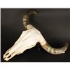 Image 2 : African Ankole-Watusi Cow Skull