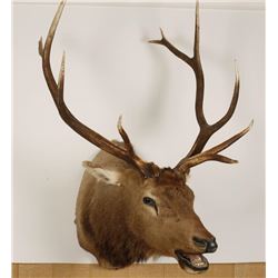 Trophy Elk Mount