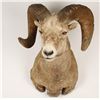 Image 1 : Rocky Mountain Big Horn Sheep Mount