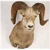 Image 2 : Rocky Mountain Big Horn Sheep Mount