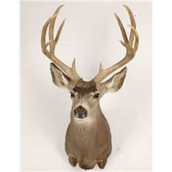 Deer Mount