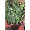 Image 1 : SHOWHOME ARTIFICIAL PLANT