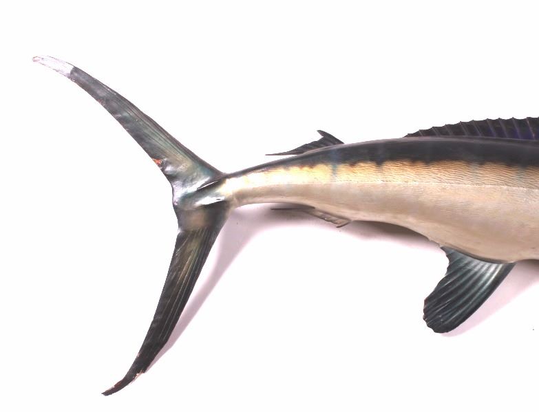 Swordfish Taxidermy Wall Mount
