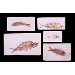 Ancient Fish Fossil Collection