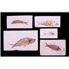 Image 1 : Ancient Fish Fossil Collection