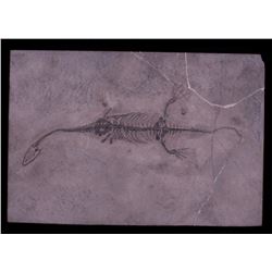 Ancient Reptile Fossil