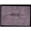 Image 1 : Ancient Reptile Fossil