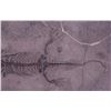 Image 3 : Ancient Reptile Fossil