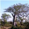 Image 16 : Mozambique Plains Game Hunt for 2 Hunters ($9,400 Value)