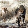 Image 24 : Namibia Plains Game Hunt for Two Hunters ($8,200 Value)