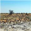 Image 31 : Namibia Plains Game Hunt for Two Hunters ($8,200 Value)