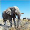 Image 32 : Namibia Plains Game Hunt for Two Hunters ($8,200 Value)
